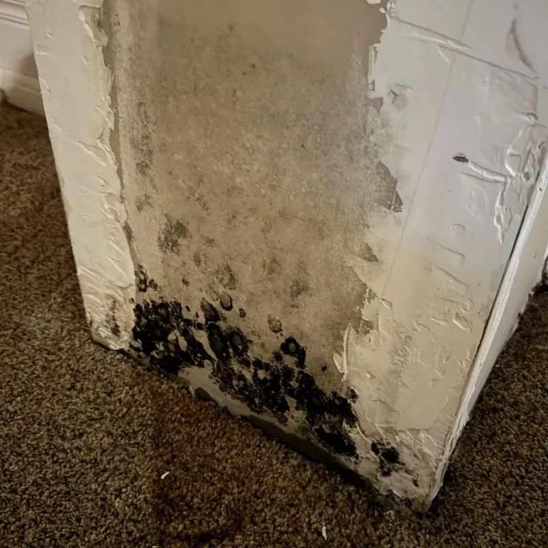 Professional Mold Removal in Warren Township, NJ